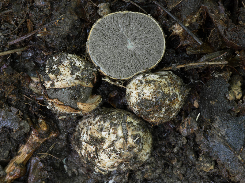 Hysterangium stoloniferum